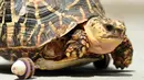 Kaki roda modifikasi seekor kura-kura di Taman Zoologi Arignar Anna di Chennai, India, 16 Juni 2016. Kura-kura malang itu kehilangan kaki kanan depannya akibat diserang musang. (Arun Sankar/AFP)