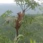 Postingan kemunculan seekor macan tutul yang tengah bertengger di atas pohon di Kampung Cicarulang, Desa Sagara, daerah perbatasan Cikondang, Kecamatan Cisompet dan Kecamatan Cibalik di wilayah Garut bagian selatan, Jawa Barat cukup meresahkan warga. (Liputan6.com/Jayadi Supriadin)