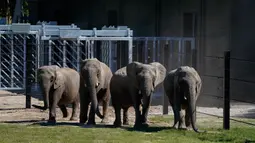 Gajah sirkus yang sudah pensiun terlihat di lingkungan mereka yang baru di Taman Safari Knuthenborg, Denmark, Sabtu (30/5/2020). Empat gajah itu dibeli pemerintah Denmark tahun lalu setelah dimulainya peraturan yang melindungi hewan liar dari bisnis pertunjukan. (Claus Bech/Ritzau Scanpix/AFP)