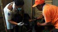 Proses vaksinasi hewan ternak sapi di Kecamatan Lumbang Probolinggo (Istimewa)