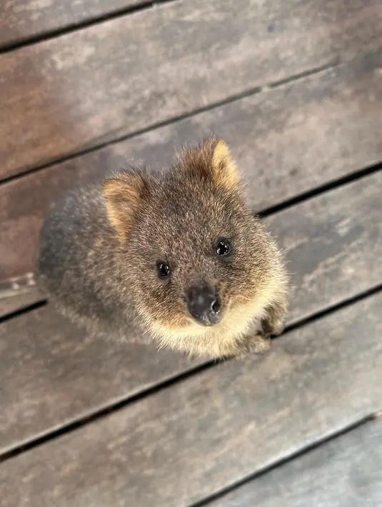 Tampaknya, usaha Lisa untuk bertemu quokka tidak mudah. "Perjalanan yang begitu jauh untuk bertemu denganmu secara langsung, bro", kata dia. (Foto: Instagram/ lalalalisa_m)
