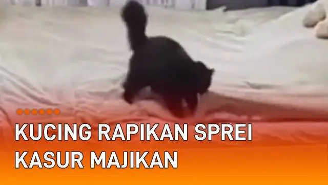 CCTV merekam tingkah menggemaskan anak kucing dan induknya di sebuah kamar. Berawal dari anak kucing yang bermain di atas kasur dan membuat sprei berantakan. Setelah anak kucing pergi, si induk lakukan hal tak terduga.