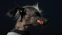 Seekor anjing jenis Crested China mengikuti kontes tahunan Anjing Terjelek di Dunia yang digelar di Petaluma, California, 23 Juni 2017. Kontes ini untuk mencari anjing terjelek dari yang paling jelek. (JUSTIN SULLIVAN / GETTY IMAGES NORTH AMERICA / AFP)