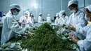 Para pekerja mengemas merica Sichuan di sebuah pabrik di Wilayah Tongzi, Provinsi Guizhou, China barat daya (22/7/2020). Industri merica Sichuan di Wilayah Tongzi telah menjadi industri penting yang membantu mengangkat masyarakat setempat keluar dari jurang kemiskinan. (Xinhua/Tao Liang)
