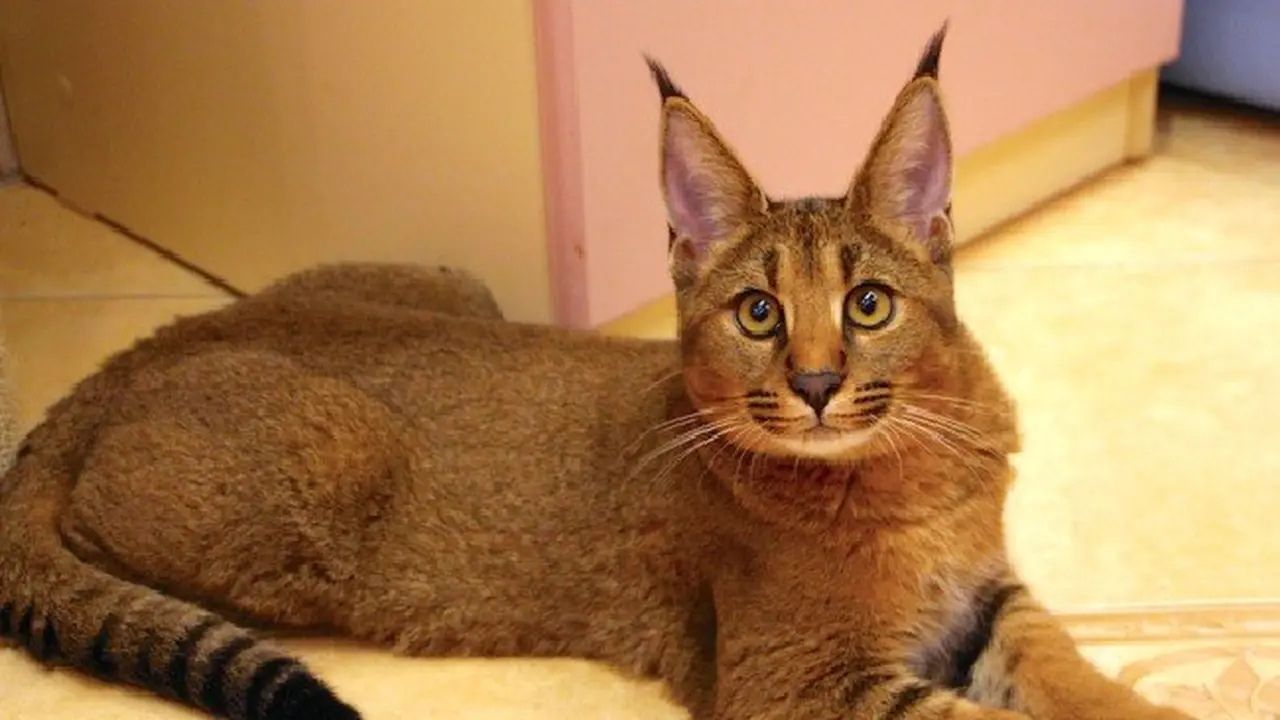 Caracat, Ras Kucing Langka Seharga Rp 310 juta