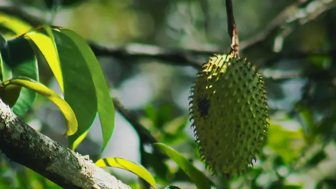 Beragam Manfaat dari Daun Sirsak yang Perlu Diketahui