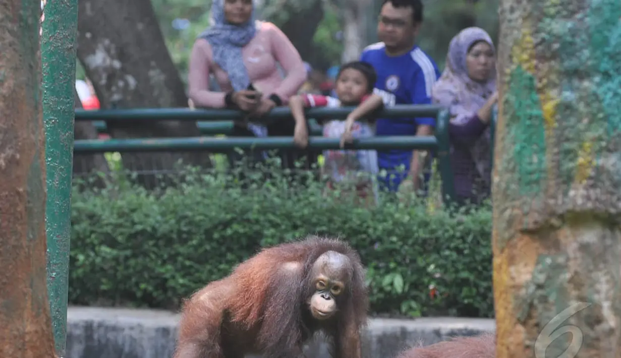 Warga melihat satwa orang utan di Taman Margasatwa Ragunan (TMR), Jakarta, Kamis (25/12/2014). (Liputan6.com/Miftahul Hayat)