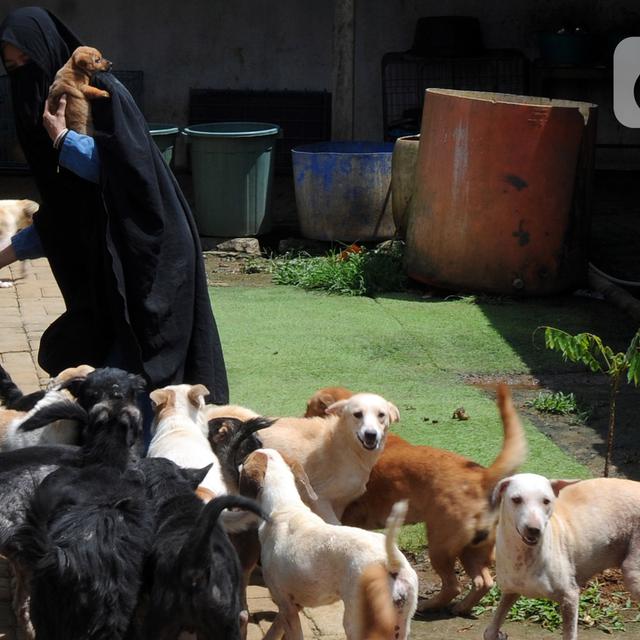 6 Fakta Viral Wanita Bercadar Rawat Puluhan Ekor Anjing Ditolak Ormas News Liputan6 Com