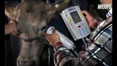 Demi program ini, pemerintah India mengerahkan hingga 100.000 petugas. 