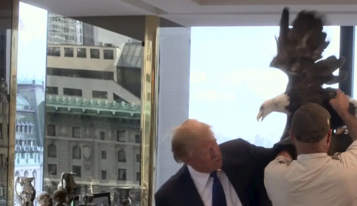 Salah satu kru mencoba membantu kandidat calon presiden AS, Donald Trump untuk menenangkan seekor burung elang botak saat sesi pengambilan foto di kantor Majalah TIME untuk nominasi dia sebagai Person of the Year, Kamis (10/12). (REUTERS/TIME Magazine)