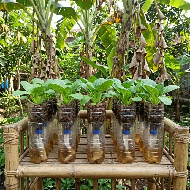 Kebun Sayur Rumah Ramah Anak