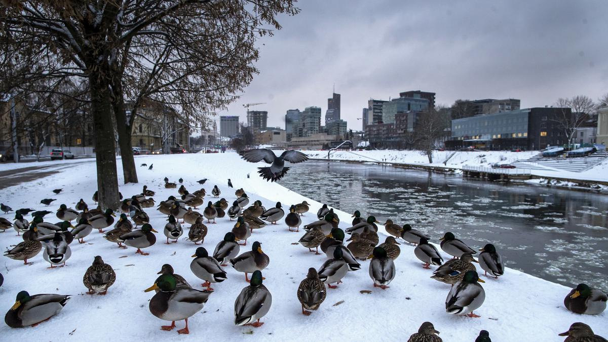 6 Fakta Menarik Lithuania, Negeri dengan Bentang Alam Gletser - Lifestyle  Liputan6.com