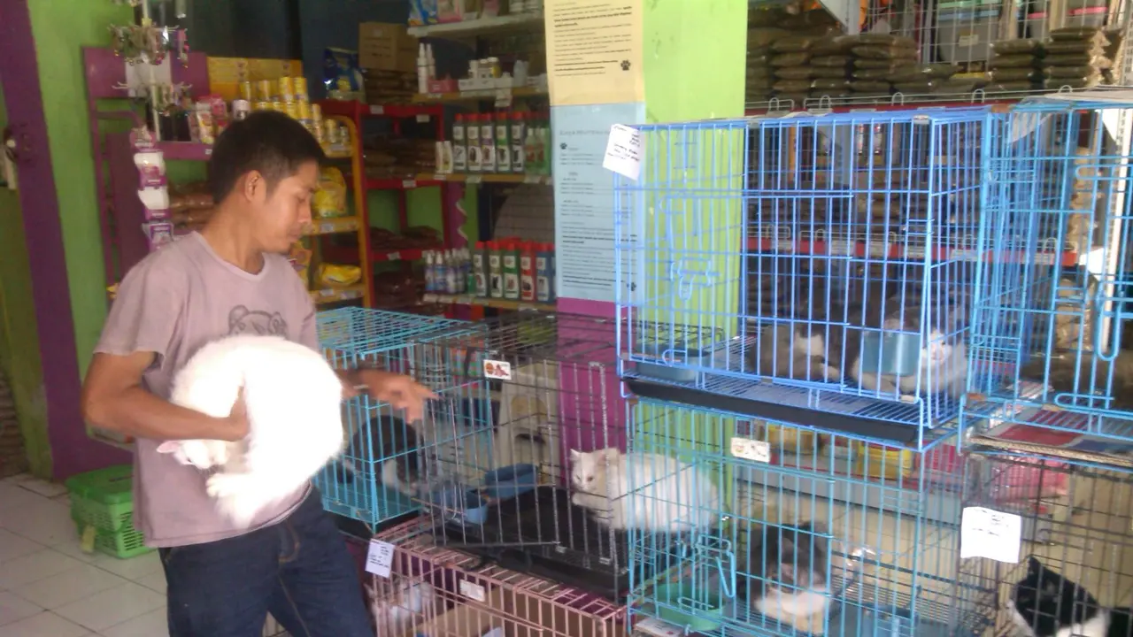 Kucing