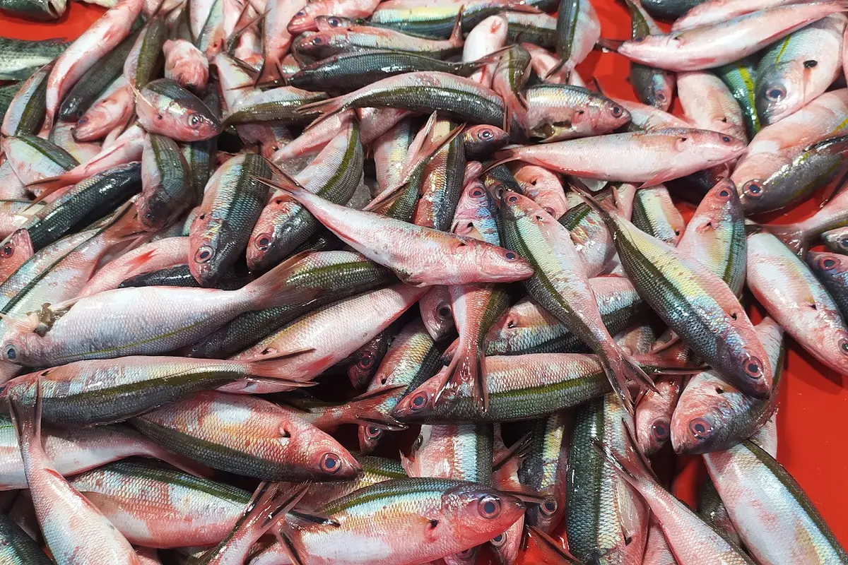 Ikan Lolosi Gorontalo