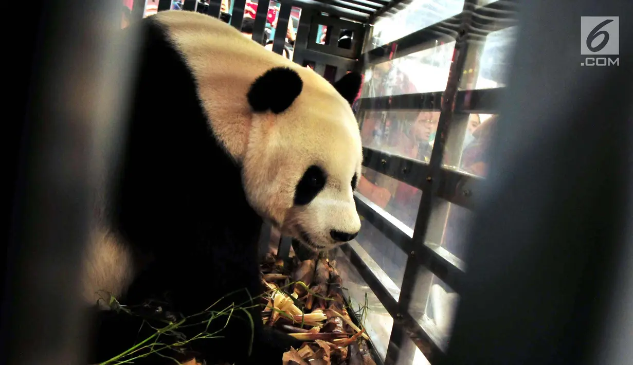 Seekor panda China berada di dalam kandang saat tiba di Terminal Kargo, Bandara Soekarno-Hatta, Tangerang, Kamis (28/9). Panda bernama Cai Tao (jantan) dan Hu Chun (betina) itu didatangkan dengan pesawat kargo Garuda Indonesia. (Liputan6.com/Helmi Afandi)
