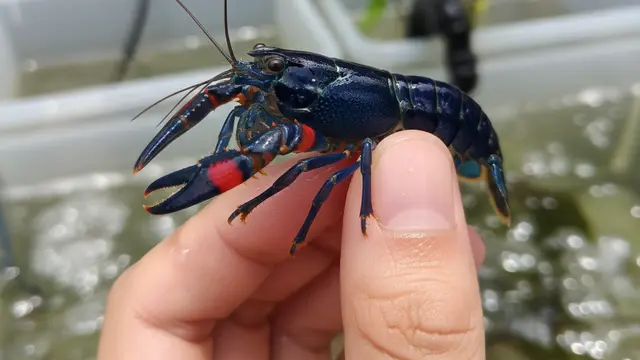 Tips Budidaya Lobster Air Tawar di Ember. AI