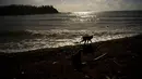 Seekor monyet berjalan di pinggir pantai Cayo Santiago, yang dikenal sebagai Pulau Monyet, di Puerto Rico, 4 Oktober 2017. Tidak sedikit yang menggunakan monyet-monyet di tempat yang tak dihuni manusia ini sebagai bahan penelitian. (AP/Ramon Espinosa)