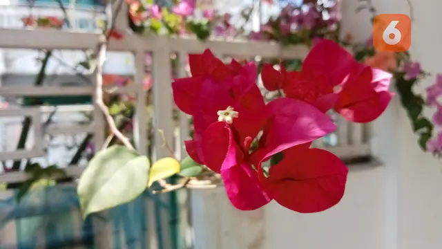 Hasil foto dengan Oppo A57 (Liputan6.com/Giovani Dio Prasasti)