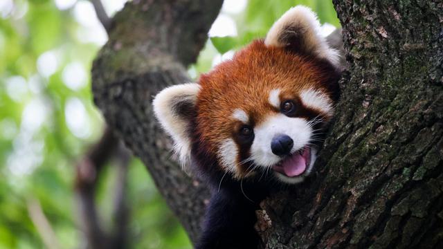 red panda