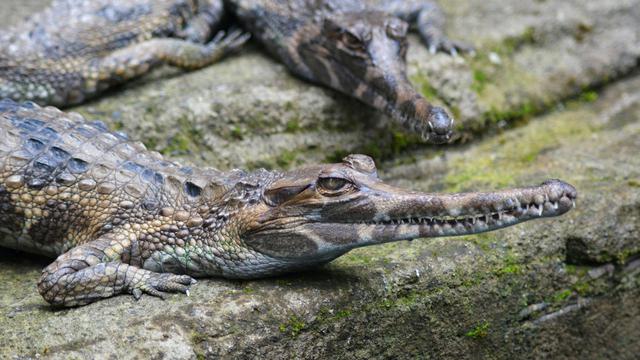 Gharial