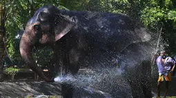 Seekor gajah menyiram punggungnya dengan air pada hari pertama prosesi Navam Buddhis dua hari terbesar di kota itu, yang juga dikenal sebagai festival Perahera, di Kolombo, Sri Lanka (15/2/2022). (AFP/Ishara S. Kodikara)