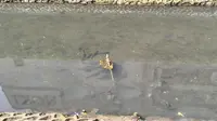 Sama-Sama dari Amazon, Ini Beda Sapu-Sapu dengan Piranha