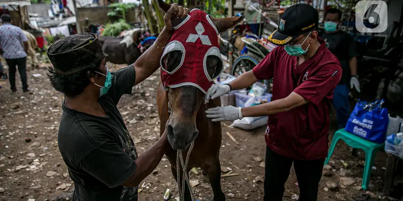 Perawatan Kuda Pekerja di Masa Pandemi