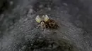 Jangkrik yang baru menetas, Brood X, menempel pada pohon di samping cangkangnya setelah berganti kulit di Washington DC, Amerika Serikat, 20 Mei 2021. Miliaran jangkrik Brood X telah mulai muncul di Amerika Serikat bagian timur setelah hidup di bawah tanah selama 17 tahun. (JIM WATSON/AFP)