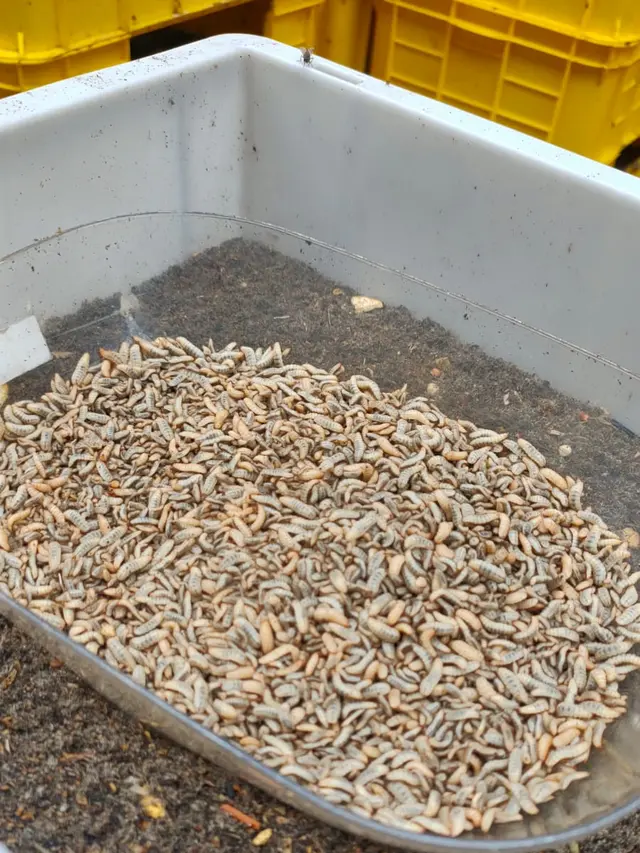 Maggot Kering