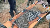 Harimau Sumatera yang Terjerat di Lampung Bakal Dites DNA, Dokter Jelaskan Kemiripan dengan Manusia