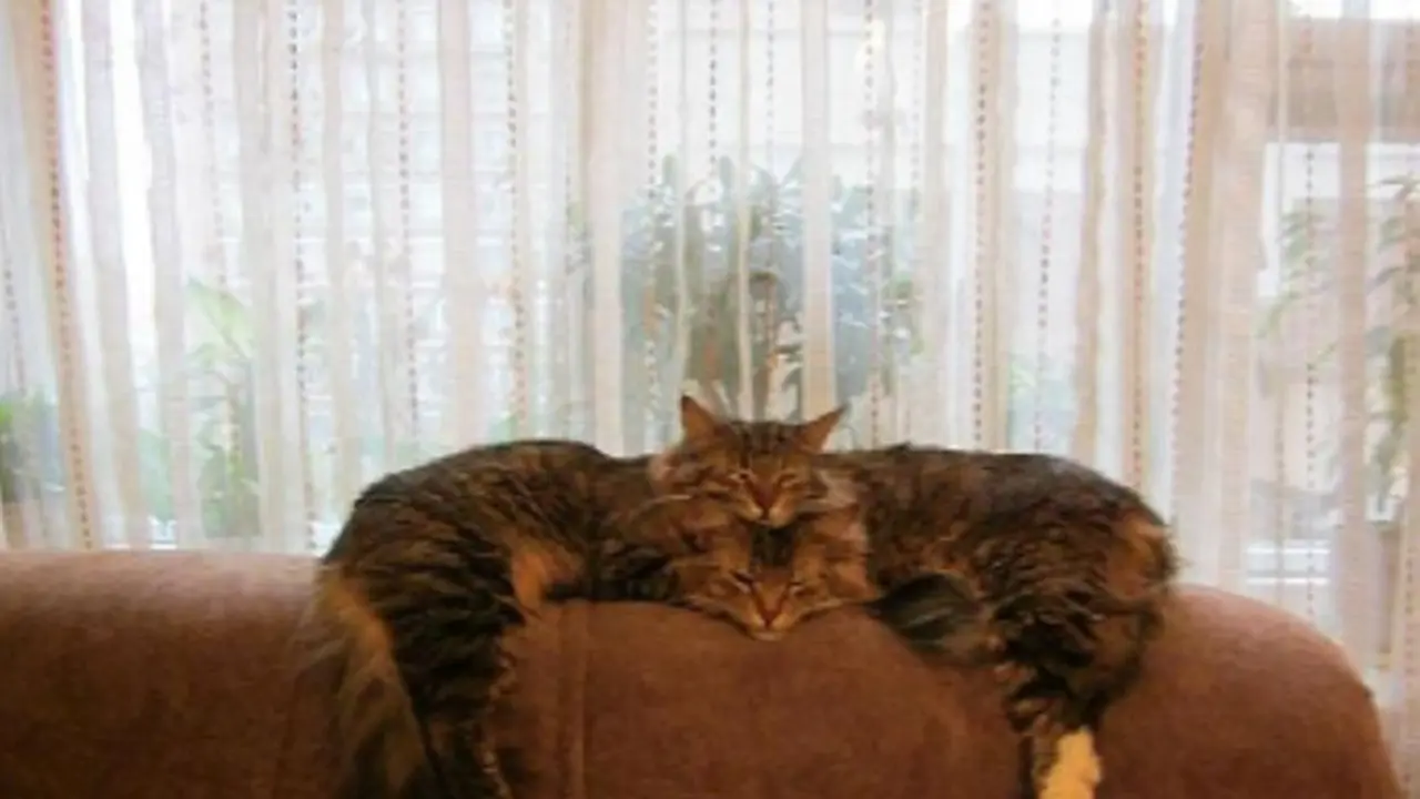 kucing
