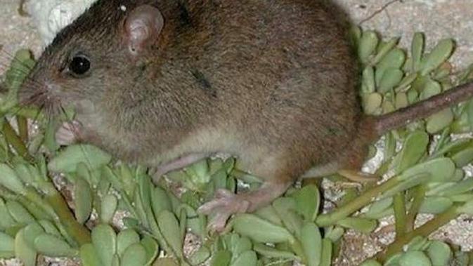 Bramble Cay, hewan mamalia pertama yang dinyatakan punah akibat perubahan iklim (AFP)