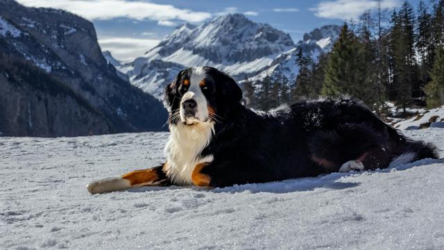 Bernese Mountain Dog