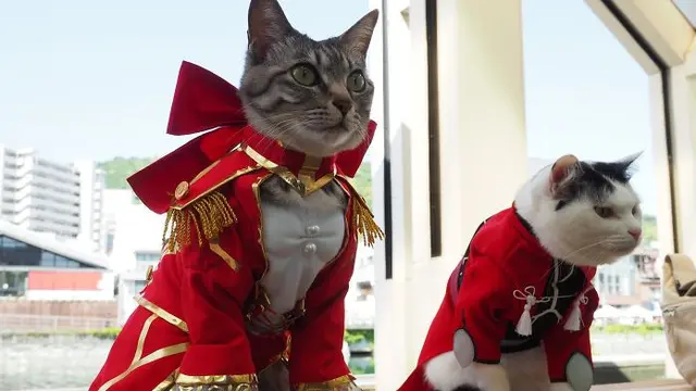 kucing cosplay