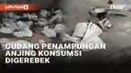 Sebuah gudang di Trembelang, Banyuwangi digerebek pecinta hewan pada Sabtu (16/11/2024). Sebanyak 64 anjing ditemukan masing-masing terikat di dalam karung. Bukan untuk peliharaan, anjing-anjing itu untuk dikonsumsi.