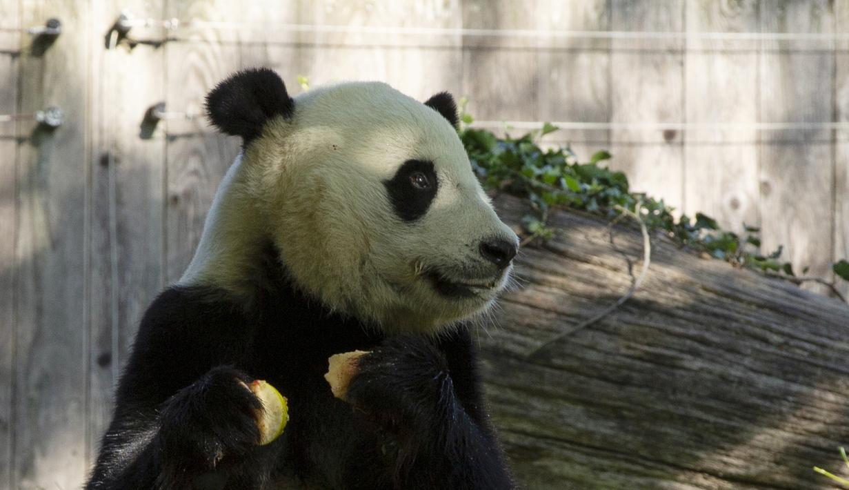 Panda Bei Bei memakan kue ulang tahunnya yang ke-4 di Kebun Binatang Nasional Smithsonian di Washington, DC (22/8/2019). Bei Bei akan pindah ke China setelah berusia empat tahun, menurut perjanjian Kebun Binatang Nasional Smithsonian dan Asosiasi Konservasi Margasatwa China.(AFP Photo/Alastair Pike)