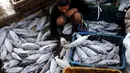 Aktivitas bongkar muat ikan di Pelabuhan Muara Baru, Jakarta, Selasa (22/9/2015). Nelayan mengeluh mahalnya BBM dan Peraturan Menteri No. 2/2015 tentang larangan penggunaan pukat hela dan pukat tarik membuat nelayan merugi. (Liputan6.com/Angga Yuniar) 