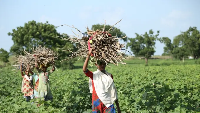 Ilustrasi perempuan pedesaan