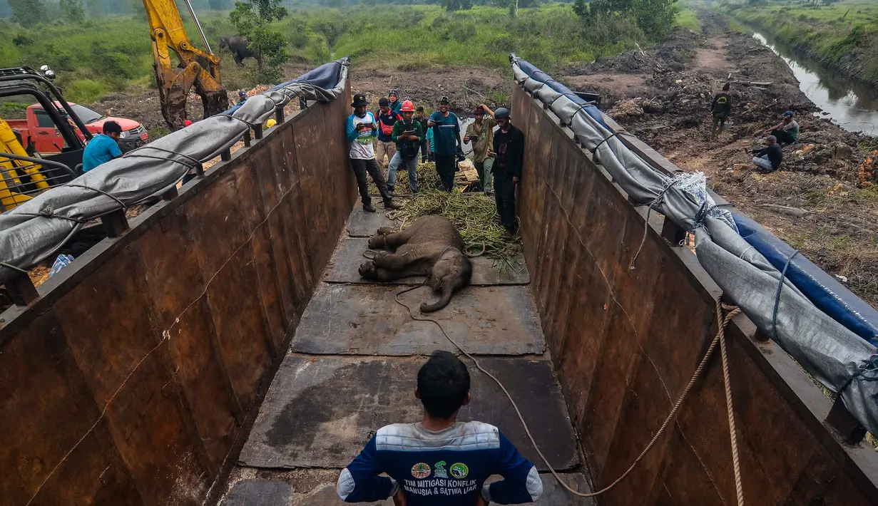 Petugas medis Balai Besar Konservasi Sumber Daya Alam (BBKSDA) Provinsi Riau mengevakuasi seekor anak gajah sumatera liar yang terluka di Siak, Riau, Rabu (16/10/2019). Gajah sumatera jantan berumur setahun itu terluka di kaki akibat jerat pemburu sehingga tertinggal dari kawanannya. (WAHYUDIE/AFP)