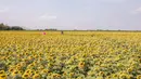 Sejumlah wisatawan mengunjungi sebuah ladang bunga matahari di Provinsi Lopburi, Thailand, pada 14 Desember 2020. Ribuan hektare lahan dipenuhi oleh bunga cantik berwarna kuning terang ini yang bermekaran pada November hingga Januari. (Xinhua/Zhang Keren)