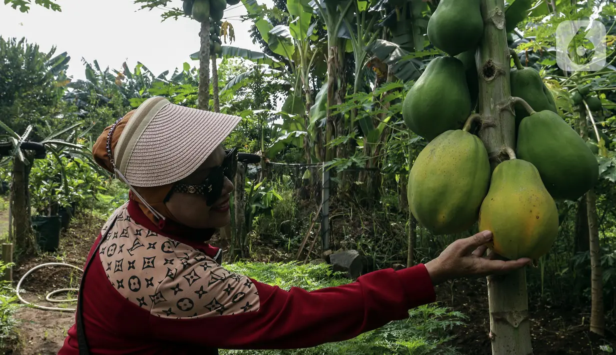 Warga memeriksa hasil pertanian di Susia Garden, Kalibata, Jakarta, Sabtu (12/2/2022). Berawal dari hobi berkebun, Susiawan Tari (68) manfaatkan lahan sengketa tak produktif untuk menanam beragam jenis sayuran dan buah berkonsep agro edukasi dan pusat kegiatan lingkungan. (Liputan6.com/Johan Tallo)