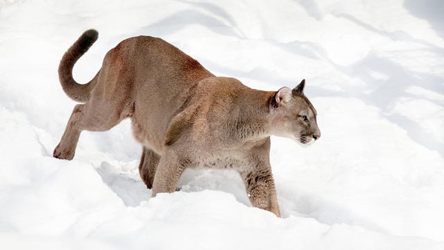 Ilustrasi singa gunung (pixabay)