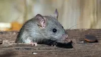 Dokter Ungkap Kelompok yang Rentan Terpapar Hantavirus