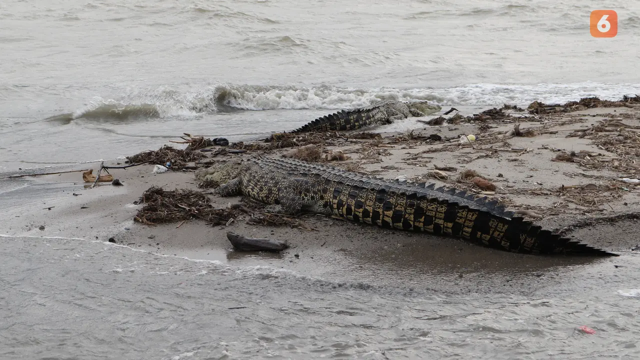 Buaya Muara di Muara Sungai Palu