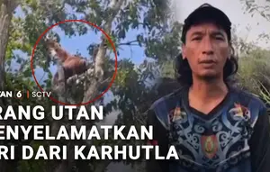 Orang Utan Menyelamatkan Diri dari Karhutla