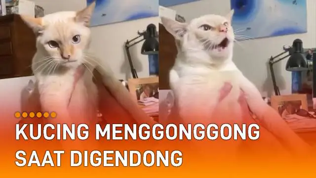 Warganet yang menyaksikan gemas dan terhibur dengan tingkah si kucing.