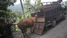 Warga mengevakuasi sapi dengan menggunakan mobil bak terbuka di kawasan Karangasem, Bali, Jumat (1/12). Warga terpaksa mengevakuasi hewan ternak dari tempat tinggalnya karena khawatir akan erupsi Gunung Agung. (Liputan6.com/Immanuel Antonius)