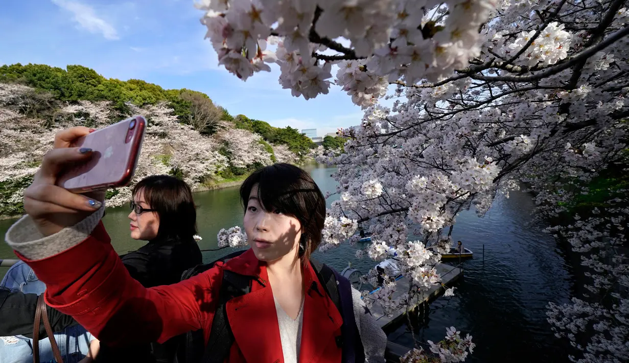 Seorang wanita berswafoto dengan latar belakang bunga sakura yang mekar sepenuhnya pada musim semi di Chidorigafuchi, Tokyo, Senin (26/3). Musim semi menjadi musim yang paling digemari wisatawan asing di Jepang. (AP Photo/Shizuo Kambayashi)