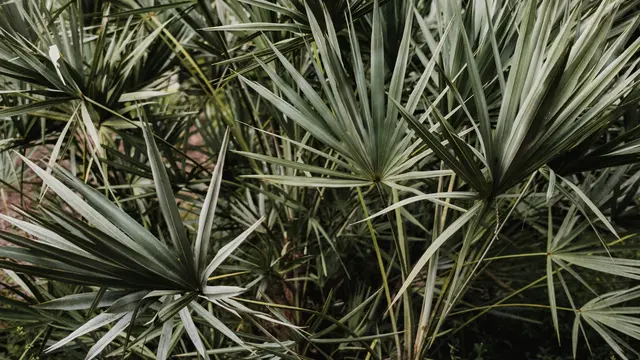 Ilustrasi Palmetto, Tanaman Hias yang Mengundang Ular ke Rumah