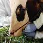 Pemeriksaan sapi untuk menekan peanularan penyakit mulut dan kuku (PMK). (Foto: Liputan6.com/Pemkab Purbalingga)